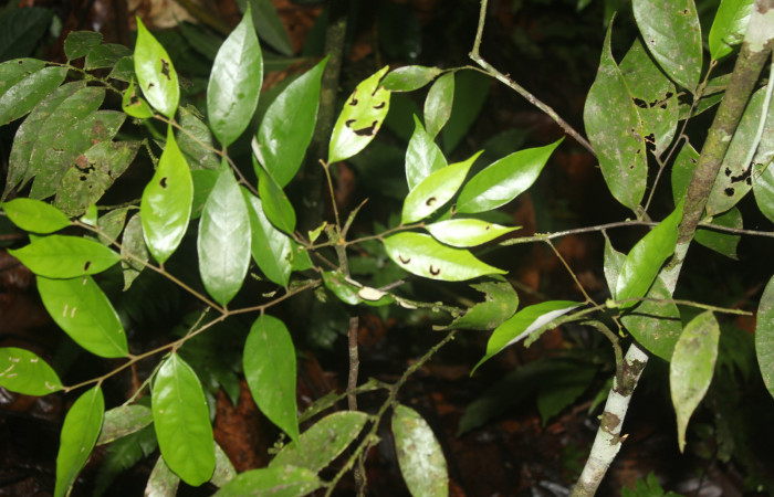 Figura 20. Planta hospedera de  <i>Drephalys alcmon</i> (Hesperiidae), esta planta se llama <i>Licania hypoleuca</i> (Chrysobalanaceae), localidad Estación Quica, Sector Pitilla ACG (470m). Foto parataxónomo; Ricardo Calero, 10 Diciembre 2022.