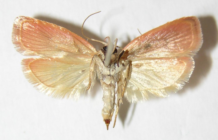 Figura 4. Adulto de <i>Machimia marcella</i> (hembra), vista ventral. (06-SRNP-12901-DHJ344221.