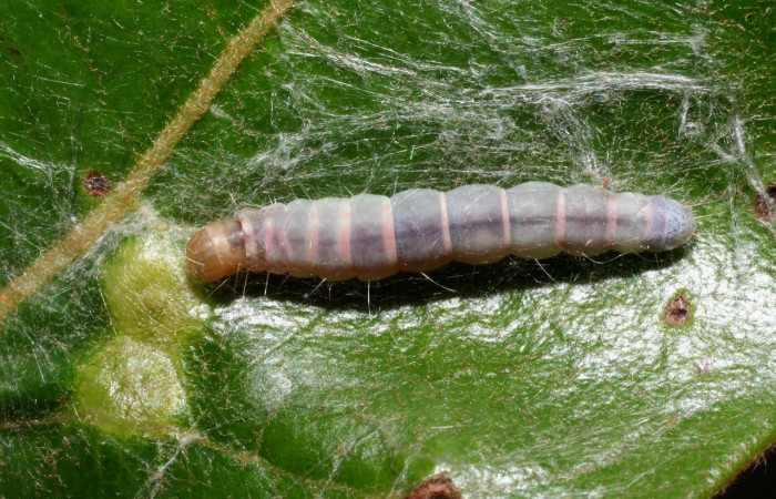 Figura 10. Larva <i>Machimia marcella</i>, Depressariidae, vista dorsal. (11-SRNP-55150-DHJ483419).