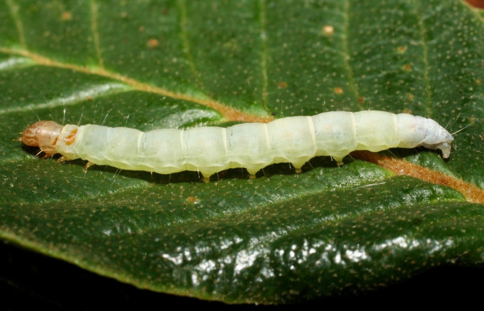 Figura 7. Larva <i>Machimia marcella</i>, Depressariidae, vista dorsal. (14-SRNP-35188-DHJ490629).