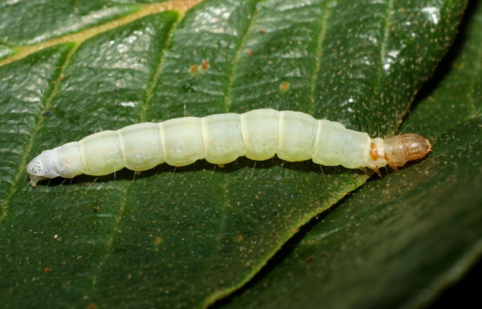 Figura 8. Larva <i>Machimia marcella</i>, Depressariidae, vista lateral. (14-SRNP-35188-DHJ490631).