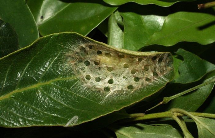 Figura 12. Prepupa de <i>Machimia marcella</i>, Depressariidae, detalle . (14-SRNP-35189-DHJ490620).