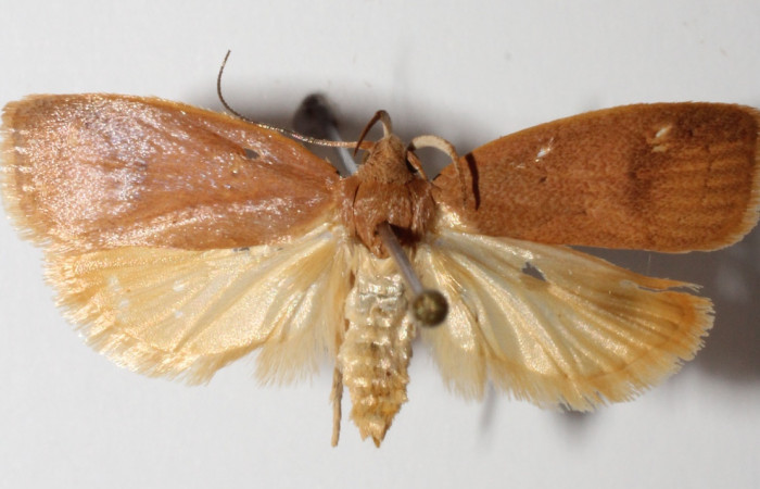 Figura 3. Adulto de <i>Machimia marcella</i> (hembra), vista dorsal. (14-SRNP-35189-DHJ902558).