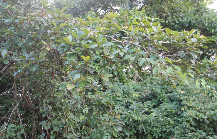 Figura 14. Planta hospedera de <i>Machimia marcella</i> de la familia, Depressariidae <i>Byrsonima crassifolia</i>, de la familia (Malpighiaceae) Esta planta es una de las tantas que  se  alimenta esta especie de Machimia marcella. Foto Keiner Aragon Calero, 15/12/2022