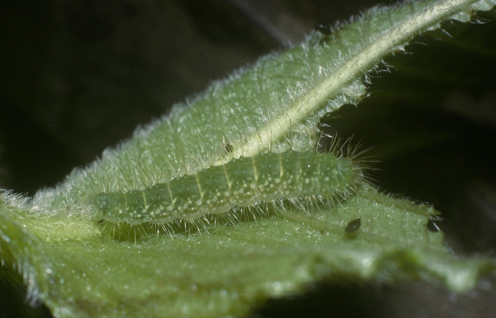 Figura 4. Larva <i>Leucochimona iphias</i> (Riodinidae). Posición entero lateral en la hoja de la planta <i>Palicourea pilosa</i> (Rubiaceae). 05-SRNP-30013-DHJ88405.jpg.