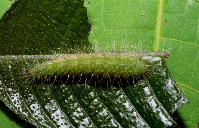 Figura 6. Larva<i> Leucochimona iphias</i> (Riodinidae). Posición entero dorsal en la hoja de la planta <i>Palicourea pilosa</i> (Rubiaceae). 05-SRNP-70549-DHJ420741.jpg.