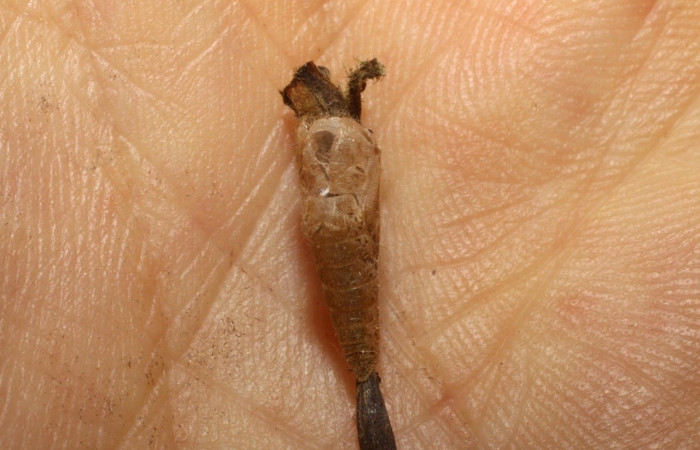 Figura 9. Pupa de <i>Leucochimona iphias</i> (Riodinidae).Posición dorsal. Área de Conservación Guanacaste, Sector Santa Rosa. 10-SRNP-80535-DHJ479852.jpg.     