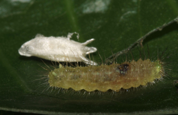 Figura 13. Parásito de <i>Leucochimona iphias</i> (Riodinidae). En la planta <i>Coussarea caroliana</i> (Rubiaceae). Área de Conservación Guanacaste, Sector Santa Rosa. 15-SRNP-30362-DHJ721671.jpg.
