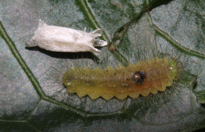 Figura 14. Parásito de <i>Leucochimona iphias</i> (Riodinidae). En la planta <i>Coussarea caroliana</i> (Rubiaceae). Área de Conservación Guanacaste, Sector Santa Rosa. 15-SRNP-30362-DHJ721672.jpg.