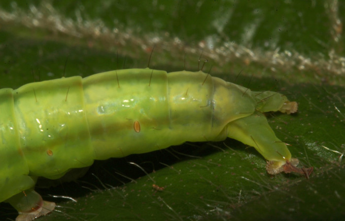 Figura 12. Larva <i>Coenipeta tanais</i> (Erebidae), color verde, tiene dos rayas en la parte del cuello en los laterales, posición lateral trasera, mide 45 mm aproximadamente. Planta hospedera <i>Inga chocoensis</i>(Fabaceae). Voucher: 18-SRNP-30877-DHJ744319.jpg.