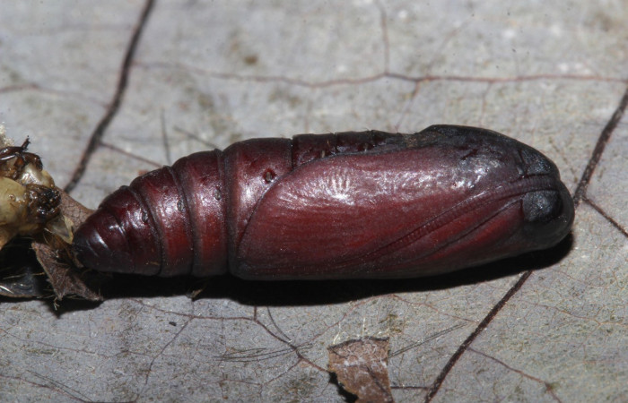 Figura 13. Pupa <i>Coenipeta tanais</i> (Erebidae), color café, posición lateral. Voucher: 18-SRNP-30877-DHJ744517.jpg.