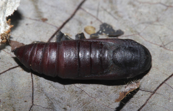 Figura 14. Pupa <i>Coenipeta tanais</i> (Erebidae), color café, posición dorsal. Voucher: 18-SRNP-30877-DHJ744518.jpg.