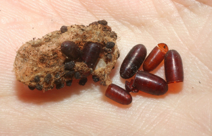 Figura 15. Puparios de parásito <i>Eucelatoria</i> armigeraDHJ03 color café, en larva <i>Coenipeta phasis</i> (Erebidae). Voucher: 07-SRNP-61033-DHJ462115.jpg.