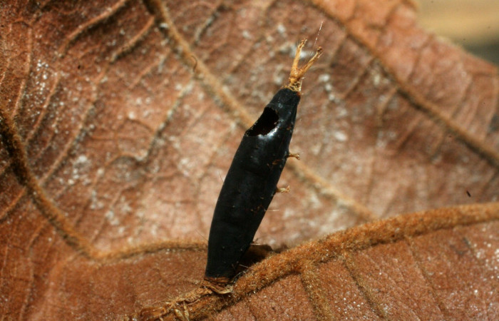Figura 15. Puparios de parásito <i>Eucelatoria</i> armigeraDHJ03 color café, en larva <i>Coenipeta phasis</i> (Erebidae). Voucher: 07-SRNP-61033-DHJ462115.jpg.