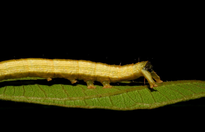 Figura 6. Larva <i>Coenipeta umbrata</i> (Erebidae), color crema oscuro, con una líneas anchas amarillas en cada lateral, posición lateral trasera, mide 36 mm aproximadamente. Planta hospedera <i>Inga edulis</i>(introducido), (Fabaceae). Voucher: 07-SRNP-42837-DHJ434903.jpg.