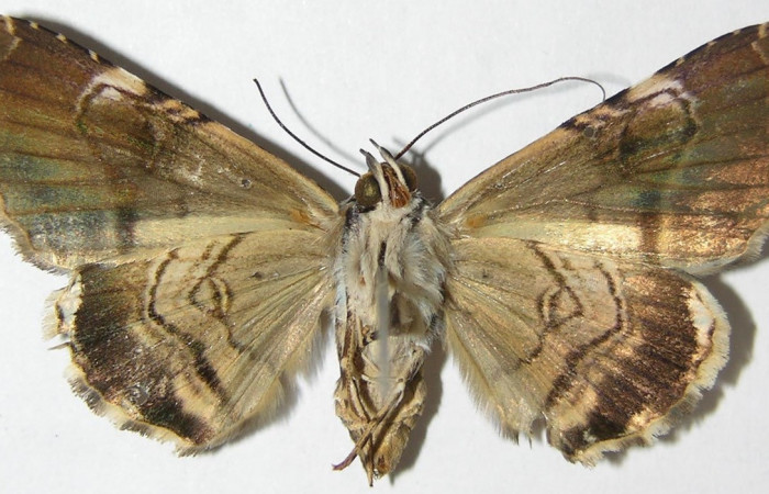 Figura 8. Adulto <i>Coenipeta umbrata</i> (Erebidae), posición dorsal, mide 39mm. Voucher: 08-SRNP-65416-DHJ397219