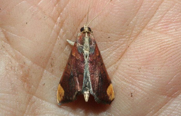 Figura 12.Adulto <i>Aponia minnithalis</i> familia (Crambidae). Posición dorsal, Voucher 09-SRNP-3194-DHJ463401.