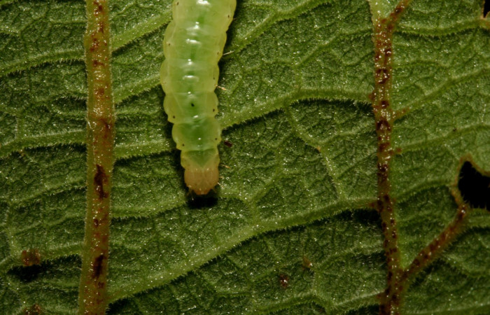 Figura 4. Larva <i>Aponia minnithalis</i> (Crambidae), Color verde tiene puntos negro cabeza crema, en posición de Cabeza, mide 24 mm Voucher: 09-SRNP-4409-DHJ458000.