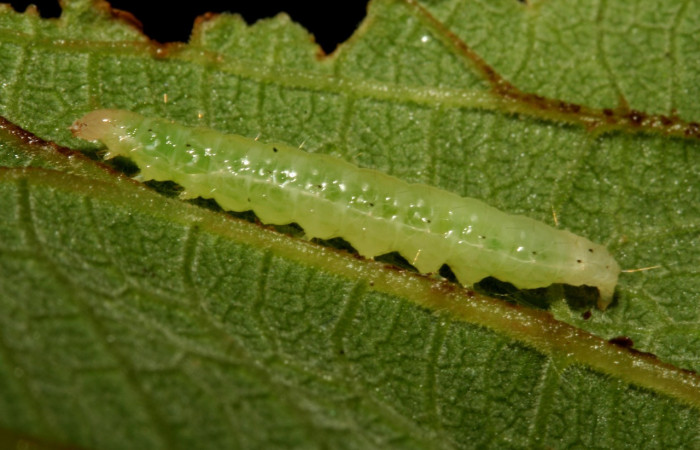 Figura 5. Larva <i>Aponia minnithalis</i> (Crambidae), Color verde tiene puntos negro Cabeza crema, en posición de lateral, mide 24 mm, Voucher 09-SRNP-4409-DHJ458003.