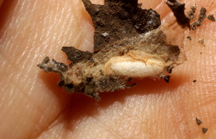 Figura 8. pupario de  <i>Apanteles juanhernandezi</i>. familia (Braconidae), Voucher 11-SRNP-4179-DHJ800591.