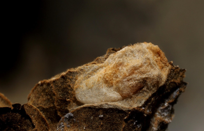 Figura 9. pupario de  <i>Alabagrus</i> Sharkey21. familia (Braconidae) Voucher 11-SRNP-4323-DHJ800597.