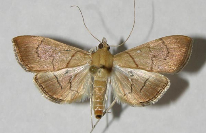 Figura 14.Adulto <i>Aponia</i> Janzen469. familia (Crambidae). Posición dorsal, Voucher 12-SRNP-21475-DHJ565424.