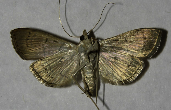 Figura 15.Adulto <i>Aponia</i> Janzen469. familia (Crambidae). Posición ventral, Voucher 12-SRNP-21475-DHJ565425.