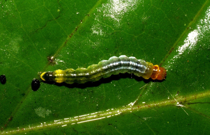 Figura 4. Larva <i>Antaeotricha</i> Janzen07 (Depressariidae),último estadio, posición dorsal, Sector San Cristóbal, Finca San Gabriel. Voucher 07-SRNP-2929-DHJ425904.jpg.