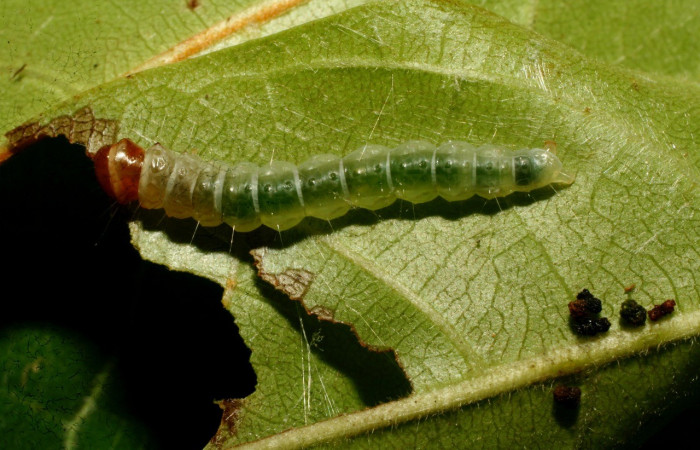 Figura 7. <i>Antaeotricha</i> Janzen07 (Depressariidae), último estadio, posición frontal, Sector Pitilla. Voucher 09-SRNP-32720-DHJ464392.jpg.
