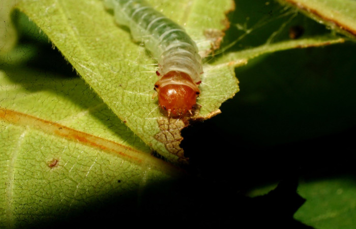Figura 5. <i>Antaeotricha</i> Janzen07 (Depressariidae), último estadio, posición frontal, Sector Pitilla. Voucher 09-SRNP-32720-DHJ464396.jpg.
