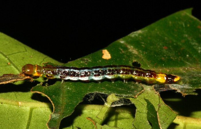 Figura 8. Larva <i>Antaeotricha</i> Janzen07 (Depressariidae), tercer estadio, posición dorsal, Sector San Cristóbal, Sendero Albergue Crater. Voucher 09-SRNP-4450-DHJ463989.jpg.