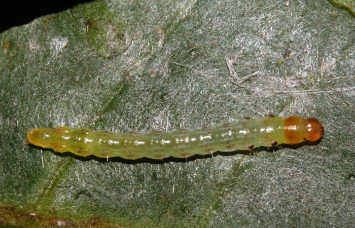 Figura 3. Larva <i>Antaeotricha</i> Janzen07 (Depressariidae), tercer estadio, posición dorsal, Sector San Cristóbal, Sendero Albergue Crater. Voucher 09-SRNP-4451-DHJ463991.jpg.
