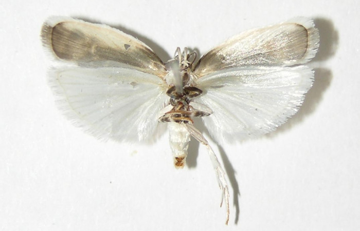 Figura 20. Adulto de <i>Antaeotricha</i> Janzen07 (Depressariidae), vista dorsal. Voucher 01-SRNP-3923-DHJ338761.jpg.
