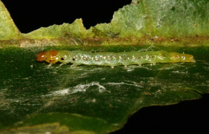 Figura 2.  Larva <i>Antaeotricha</i> Janzen07 (Depressariidae), tercer estadio, posición lateral, Sector San Cristóbal, Sendero Albergue Crater. Voucher 09-SRNP-4451-DHJ463993.jpg.

