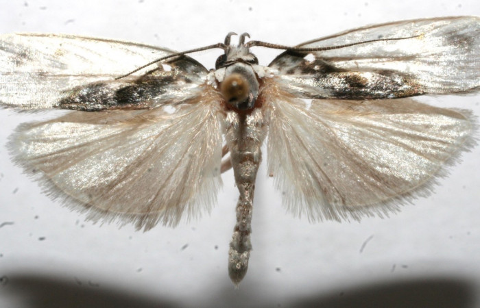 Figura 14. Adulto de <i>Antaeotricha</i> Janzen08 (Depressariidae), vista dorsal. Voucher 11-SRNP-101372-DHJ662042.jpg.