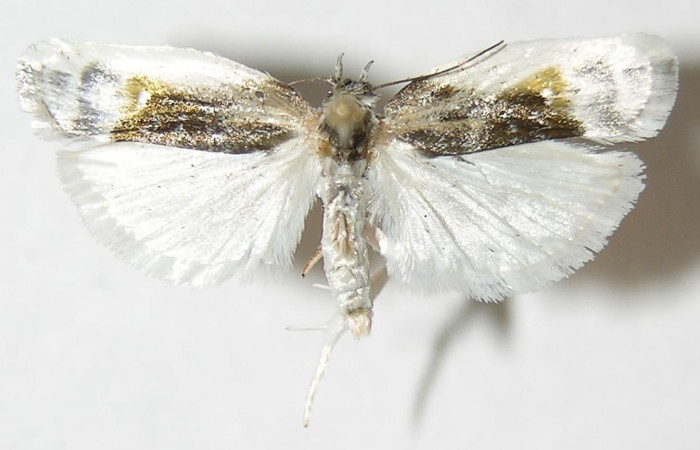 Figura 19. Adulto de <i>Antaeotricha</i> Janzen07 (Depressariidae), vista dorsal. Voucher 11-SRNP-122-DHJ531776.jpg.
