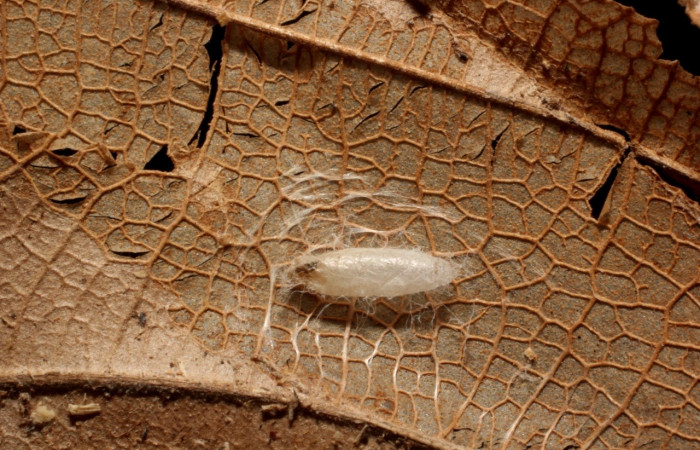 Figura 18. Capullo de avispa, <i>Prasmodon mikepoguei</i>  (Braconidae), parásito de <i>Antaeotricha</i> Janzen07 (Depressariidae). Voucher 11-SRNP-81518-DHJ804150.jpg.