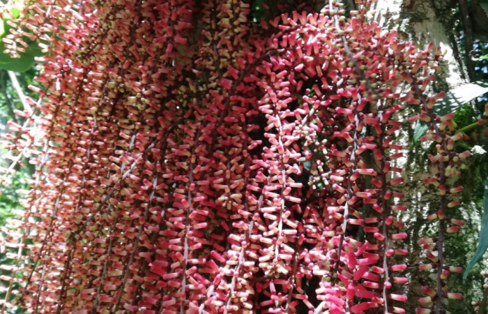 Figura 21. Inflorescencia de <i>Guarea rhopalocarpa</i> (Meliaceae), planta hospedera de <i>Antaeotricha</i> Janzen07 (Depressariidae). Foto. Gloria Sihezar Estación San Cristóbal, 20feb2019.