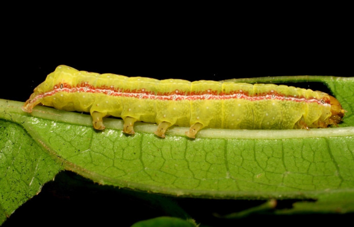 Fig. 17 Larva <i>Perigea</i> lineataDHJ02, vista lateral, en PU estadio, alimentándose de <i>Heterocondylus vitalbae</i>. Voucher 07-SRNP-41797-DHJ422694.jpg