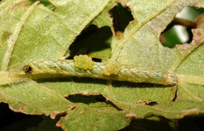 Fig 10. Larvitas del parásito de la familia Eulophidae, <i>Euplectrus mikesharkeyi</i>, en el dorso de la  larva <i>Perigea micrippia</i>, en penúltimo estadio, mide 20 mide largo. Voucher 10-SRNP-36122-DHJ477665.jpg.