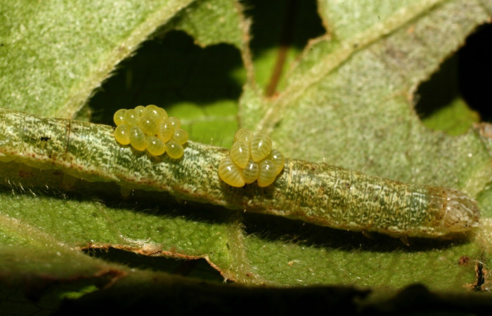 Fig 11. Larvitas de parásito de la familia Eulophidae, <i>Euplectrus mikesharkeyi</i>, sobre  el dorso de la larva <i>Perigea micrippia</i>, pegado a la larva, en penultimo estadio, mide 20 mide largo. Voucher 10-SRNP-36122-DHJ477668.jpg.
