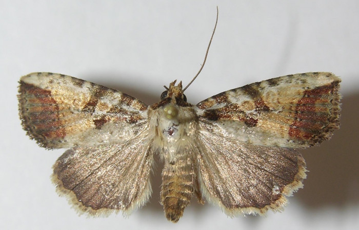 Fig 1. Adulto <i>Perigea micrippia</i>, vista dorsal, mide 27 mm en alas abiertas. Voucher 10-SRNP-36286-DHJ540160.