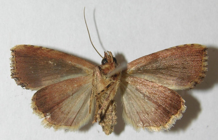 Fig 2. Adulto de mariposa <i>Perigea micrippia</i>, vista ventral, mide 27 mm en alas abiertas. Voucher 10-SRNP-36286-DHJ540161.