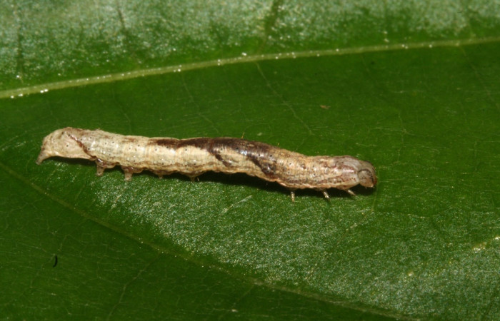Fig. 16 Larva <i>Perigea Poole03</i>, vista lateral, en PU estadio, alimentándose de   <i>Sinclairia polyantha</i> (Asteraceae). Voucher 11-SRNP-40172-DHJ482701.jpg.