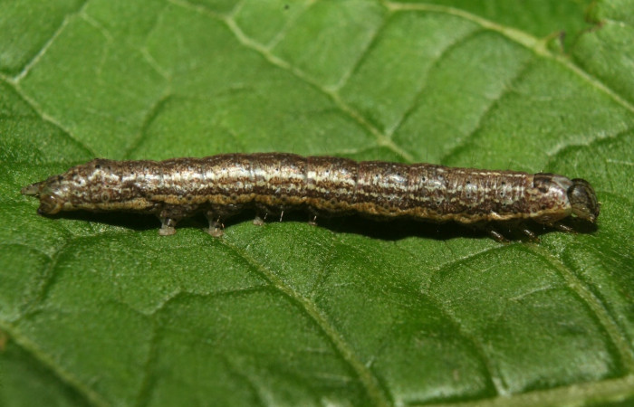 Fig. 14 Larva <i>Perigea agnonia</i>, Noctuidae, vista lateral, en PU estadio, alimentándose de <i>Vernonanthura patens</i> (Asteraceae). Voucher 12-SRNP-71607-DHJ495564.jpg.
