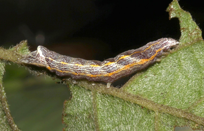 Fig. 13 Larva <i>Perigea berinda</i>, vista lateral entero, en PU estadio, alimentándose de <i>Lepidaploa tortuosa</i> (Asteraceae). Voucher 17-SRNP-31751-DHJ739485.jpg.