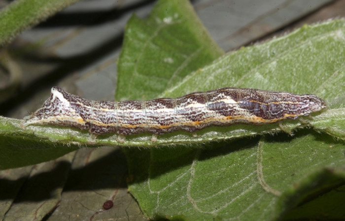 Fig. 9. Larva <i>Perigea micrippia</i>, vista lateral entero, en último estadio mide 33 mm de largo. Sitio Estación Pitilla. Voucher 17-SRNP-31758-DHJ739597.jpg.
