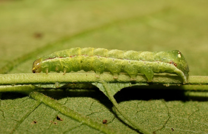 Fig. 7 Larva <i>Perigea micrippia</i>, en último estadio mide 24 mm de largo, vista lateral. Sitio Góngora. Sector Cacao. Voucher 18-SRNP-36178-DHJ747083.jpg.