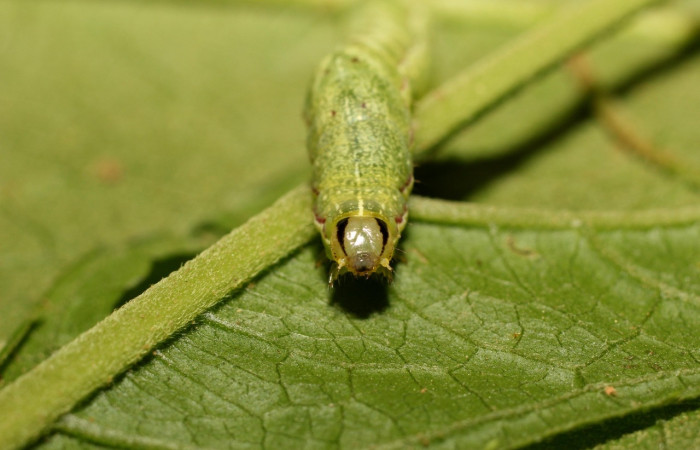 Fig 5. Larva <i>Perigea micrippia</i>, vista frontal en último estadio mide 24 mm de largo, sitio Gongora, Sector Cacao. Voucher 18-SRNP-36178-DHJ747085.jpg.