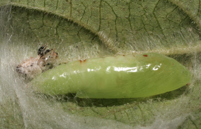 Fig.11 Vista lateral de pupa, <i>Chrysodeixis includens</i> (Noctuidae), se hizó pupa, 22 de Marzo 2009, Sector Rincon Rain Forest, Finca Aurita 460mts. (09-SRNP-40294-DHJ452213.jpg).